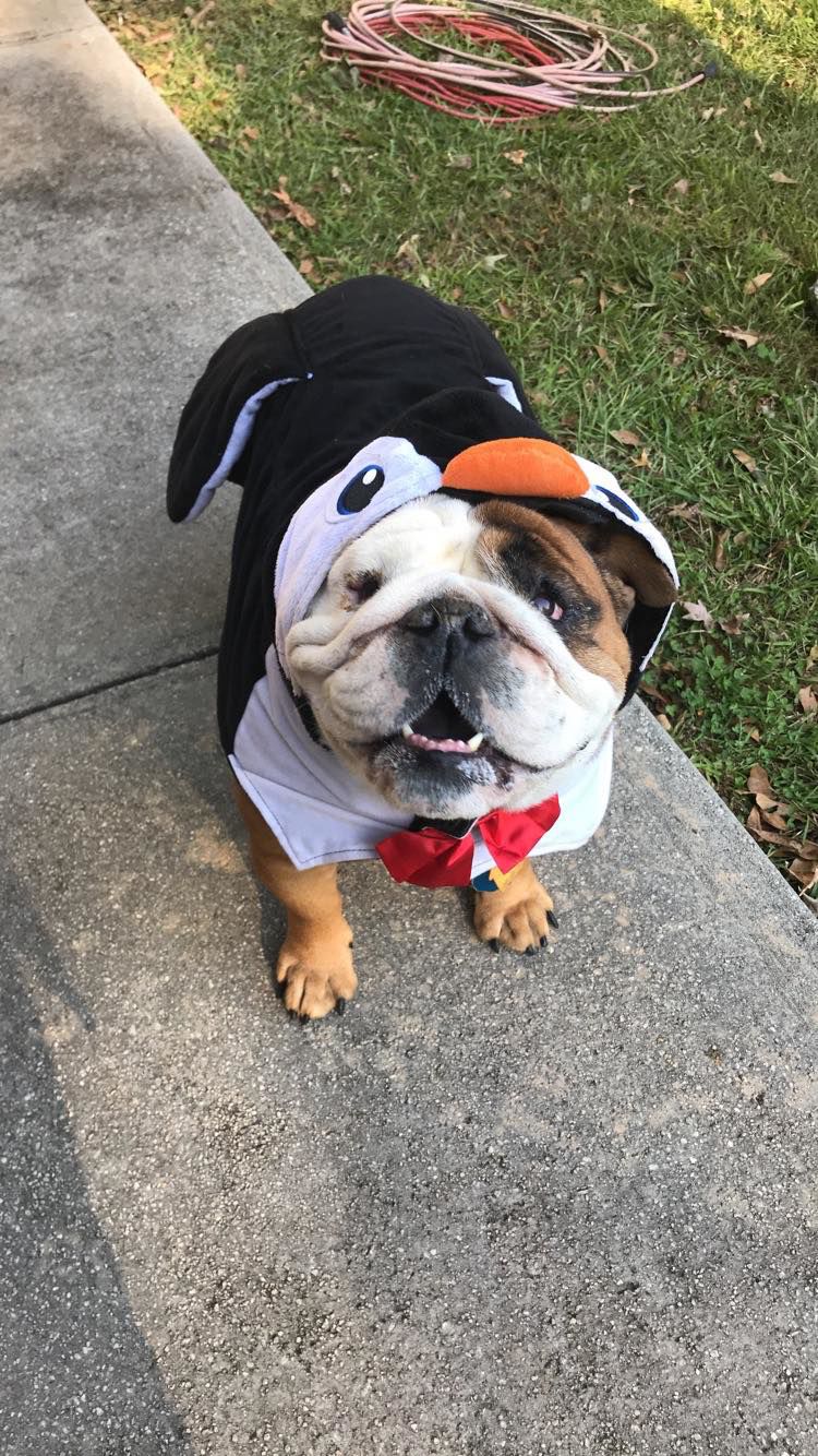 Marilyn-PUP
